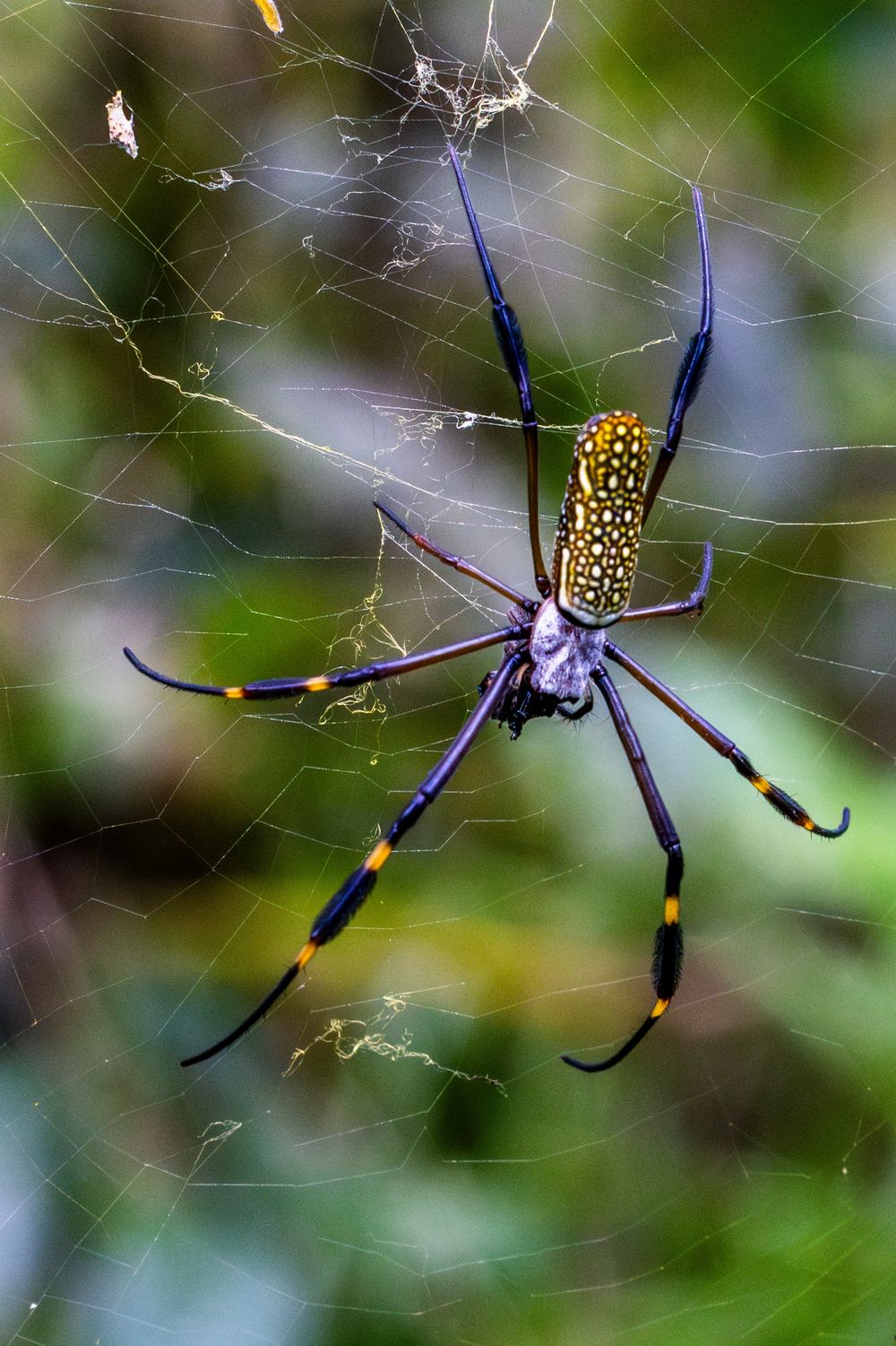 Close-up of a striking golden silk orb-weaver spider in its web, displaying vibrant colors and intricate details.